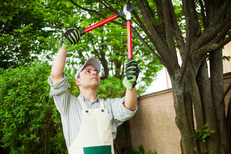 Specialist Tree Care Services
