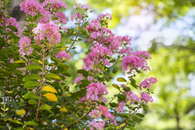 Weed Control and Removal